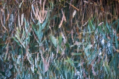 Nádtükör - www.kajakkaland.hu