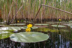 Vízi tök (kajakkaland.hu)