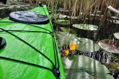 Vajas (kajakkaland.hu)