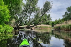 Vajas-fok (kajakkaland.hu)