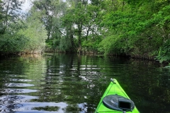 Parti fák (kajakkaland.hu)
