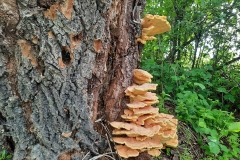 Sárga gévagomba (kajakkaland.hu)