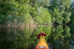 Fás partszakasz (kajakkaland.hu)