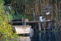 A stég őrei (kajakkaland.hu)