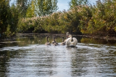 Hattyú család (kajakkaland.hu)