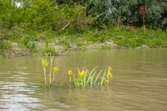 Sárga nőszirom  (kajakkaland.hu)
